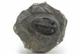 Hollardops Trilobite Fossil - Ofaten, Morocco #319943-2